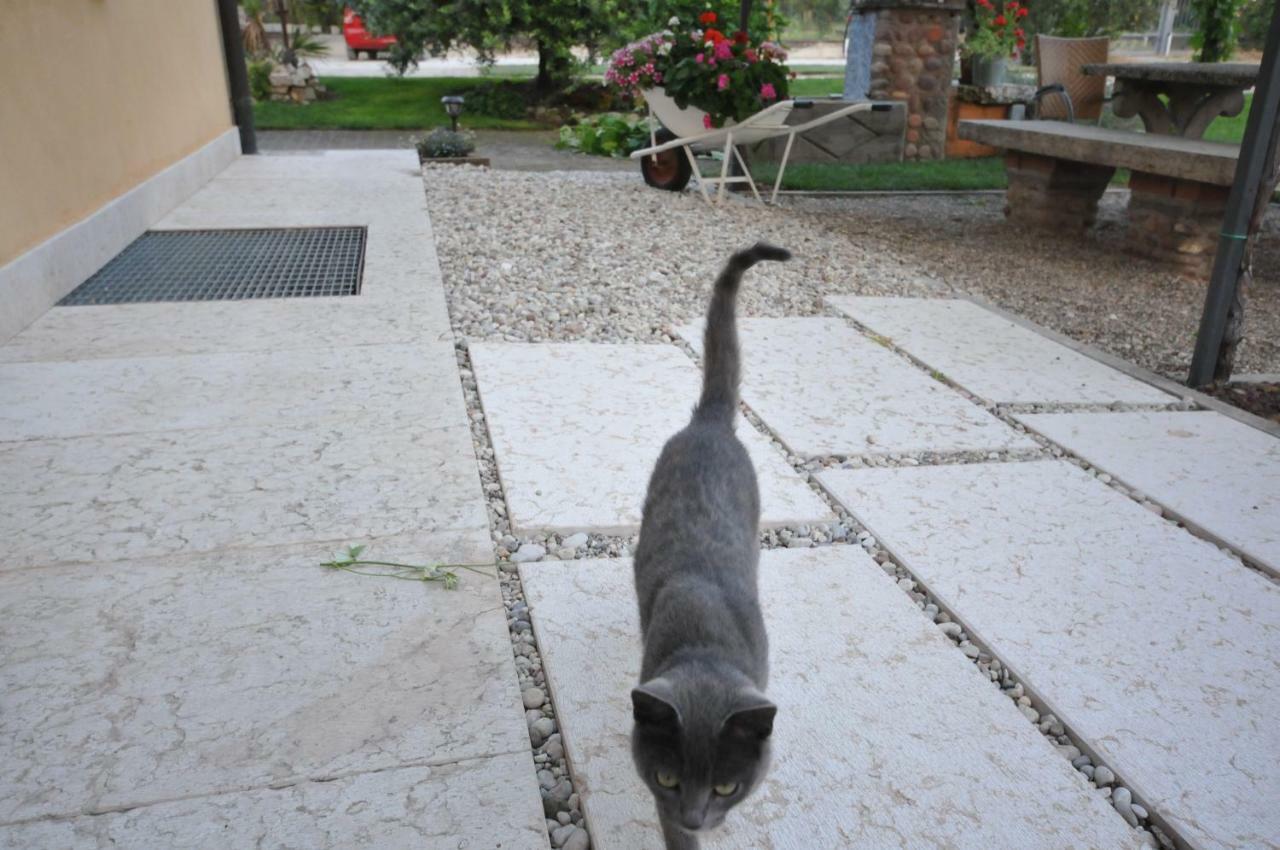 Agriturismo Corte Albarel Castelnuovo del Garda Dış mekan fotoğraf